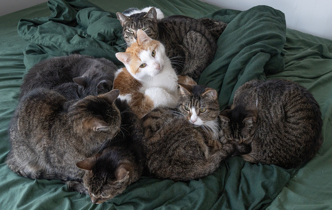 Top Cat Sanctuary cat photo